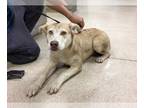 Labrador Retriever-Siberian Husky Mix DOG FOR ADOPTION RGADN-1242409 - Dog -