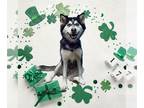 Mix DOG FOR ADOPTION RGADN-1242422 - PETUNIA - Husky (medium coat) Dog For