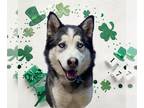 Mix DOG FOR ADOPTION RGADN-1242423 - PATRICK - Husky (medium coat) Dog For