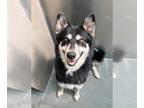 German Shepherd Dog-Siberian Husky Mix DOG FOR ADOPTION RGADN-1242446 -