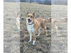 Huskies Mix DOG FOR ADOPTION RGADN-1242452 - Chloe - Husky / Mixed (medium coat)