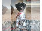 Shih Tzu Mix DOG FOR ADOPTION RGADN-1242462 - Mickey - Shih Tzu / Poodle