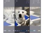 Labrador Retriever DOG FOR ADOPTION RGADN-1242464 - Craig - Labrador Retriever
