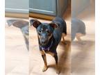 Miniature Pinscher Mix DOG FOR ADOPTION RGADN-1242465 - Sizzle - Miniature