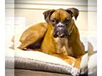 Boxer DOG FOR ADOPTION RGADN-1242471 - Ruby II - Boxer Dog For Adoption