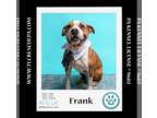 Boxer Mix DOG FOR ADOPTION RGADN-1242472 - Frank 021724 - Boxer / Mixed Dog For