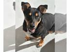 Doberman Pinscher-Miniature Pinscher Mix DOG FOR ADOPTION RGADN-1242473 -