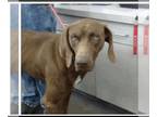 Labmaraner DOG FOR ADOPTION RGADN-1242478 - Elvis - Labrador Retriever /
