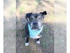 Bullboxer Pit DOG FOR ADOPTION RGADN-1242484 - DOOBIE - Pit Bull Terrier / Boxer
