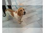 Basset Hound Mix DOG FOR ADOPTION RGADN-1242490 - BEAR - Basset Hound / Mixed