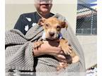 Boxer Mix DOG FOR ADOPTION RGADN-1242492 - Boyd - Boxer / Mixed Dog For Adoption