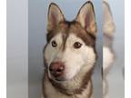 Siberian Husky DOG FOR ADOPTION RGADN-1242506 - ACE - Siberian Husky (medium