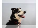Border Collie-Siberian Husky Mix DOG FOR ADOPTION RGADN-1242508 - ARROW -