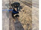 Doberman Pinscher Mix DOG FOR ADOPTION RGADN-1242519 - PRINCESS - Doberman