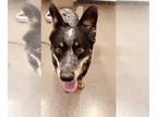 Australian Cattle Dog DOG FOR ADOPTION RGADN-1242520 - BLAYZE - Queensland