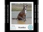 Labrador Retriever DOG FOR ADOPTION RGADN-1242533 - Stanley 022424 - Labrador
