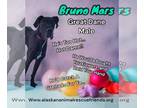 Great Dane DOG FOR ADOPTION RGADN-1242535 - Bruno Mars - Great Dane (short coat)