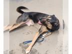 Black and Tan Coonhound-German Shepherd Dog Mix DOG FOR ADOPTION RGADN-1242549 -