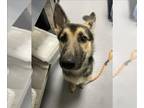 German Shepherd Dog DOG FOR ADOPTION RGADN-1242561 - BUTTER FACE - German