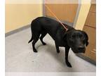 Labrador Retriever DOG FOR ADOPTION RGADN-1242566 - REBA - Labrador Retriever
