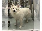 American Eskimo Dog DOG FOR ADOPTION RGADN-1242590 - SNOW - American Eskimo Dog