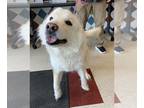 Great Pyrenees DOG FOR ADOPTION RGADN-1242591 - BUTTERFLY - Great Pyrenees