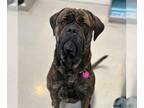 Bullmastiff DOG FOR ADOPTION RGADN-1242606 - The Sundance Kid - Bullmastiff