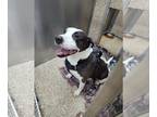 American Pit Bull Terrier DOG FOR ADOPTION RGADN-1242607 - Layla - Pit Bull