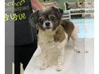 Shih Tzu Mix DOG FOR ADOPTION RGADN-1242611 - Maggie Moo (NOT YET AVAILABLE) -