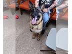 German Shepherd Dog DOG FOR ADOPTION RGADN-1242619 - Daisy - German Shepherd Dog