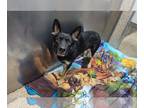 German Shepherd Dog Mix DOG FOR ADOPTION RGADN-1242622 - Zoey - German Shepherd