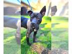 American Staffordshire Terrier-Great Dane Mix DOG FOR ADOPTION RGADN-1242634 -