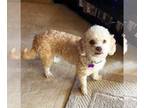 Poochon DOG FOR ADOPTION RGADN-1242637 - Dolly - Poodle (Miniature) / Bichon