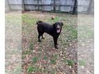 Chocolate Labrador retriever Mix DOG FOR ADOPTION RGADN-1242639 - Quarterback -