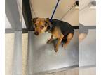 Beagle Mix DOG FOR ADOPTION RGADN-1242655 - PINTO BEAN - Beagle / Mixed (medium