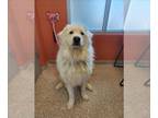 Great Pyrenees DOG FOR ADOPTION RGADN-1242657 - FLOOF - Great Pyrenees (long
