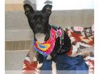 Rat Terrier Mix DOG FOR ADOPTION RGADN-1242658 - ADORA - Rat Terrier / Mixed