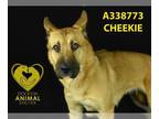 Chinese Shar-Pei DOG FOR ADOPTION RGADN-1242674 - CHEEKIE - Chinese Shar-Pei