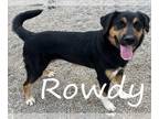 Bernese Mountain Dog-Labrador Retriever Mix DOG FOR ADOPTION RGADN-1242710 -