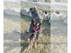 Shepradors DOG FOR ADOPTION RGADN-1242714 - GAZELLE - Labrador Retriever /