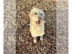 Goldendoodle DOG FOR ADOPTION RGADN-1242715 - MARSH - Golden Retriever / Poodle