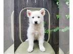 Samoyed DOG FOR ADOPTION RGADN-1242721 - Nora - Samoyed / Husky (medium coat)