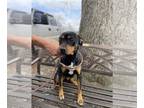 Rottweiler DOG FOR ADOPTION RGADN-1242727 - DAISY - Rottweiler / Hound (short