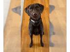 Mix DOG FOR ADOPTION RGADN-1242729 - Gonzo - Chocolate Labrador Retriever