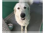 Great Pyrenees Mix DOG FOR ADOPTION RGADN-1242738 - A235996 - Great Pyrenees /