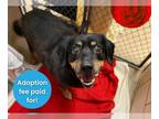 Meagle DOG FOR ADOPTION RGADN-1242741 - POOCHIE - Miniature Pinscher / Beagle /