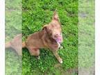 Labrador Retriever Mix DOG FOR ADOPTION RGADN-1242745 - BAMBI - Labrador