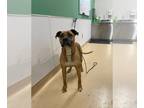 Boxer Mix DOG FOR ADOPTION RGADN-1242748 - LITTLE PEA - Boxer / Mixed (medium