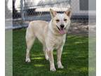 Australian Cattle Dog DOG FOR ADOPTION RGADN-1242751 - *STEVIE NICKS -