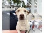 Basset Hound Mix DOG FOR ADOPTION RGADN-1242756 - A395031 - Basset Hound / Mixed